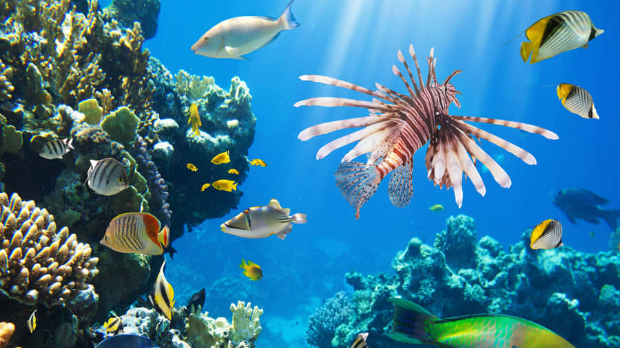 Red Lionfish Coral Reef Underwater Scene Wallpaper