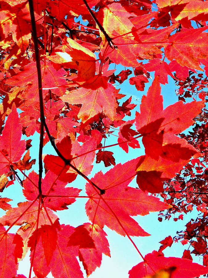 Red Maple Leaves Aesthetic Wallpaper