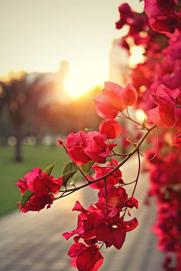 Red Nature Flower Wallpaper