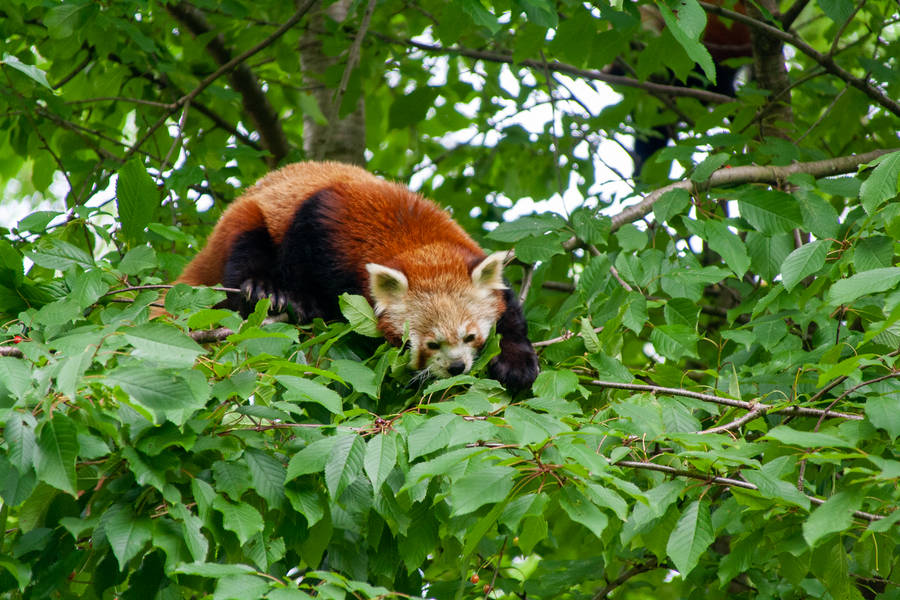 Red Panda Feasting On Leaves Wallpaper