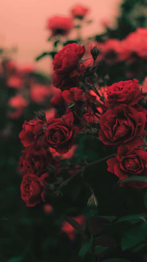 Red Rose Aesthetic Lightroom Preset Wallpaper