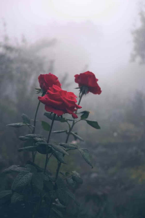Red Rose With Dew Drops Wallpaper