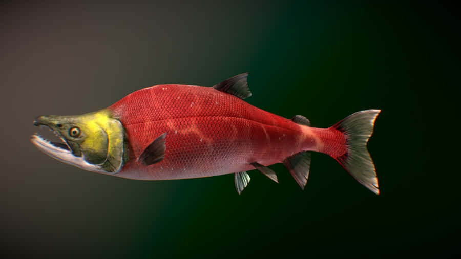 Red Sockeye Salmon Swimming Wallpaper