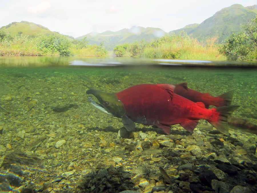 Red Sockeye Salmonin Natural Habitat.jpg Wallpaper