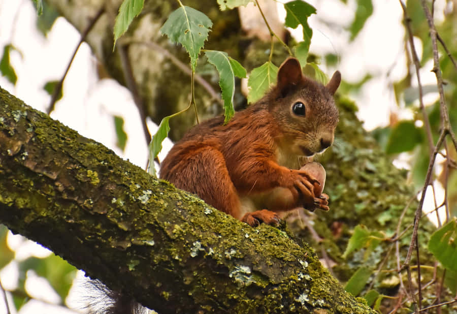 Red Squirrel Eating Nuton Tree Branch Wallpaper