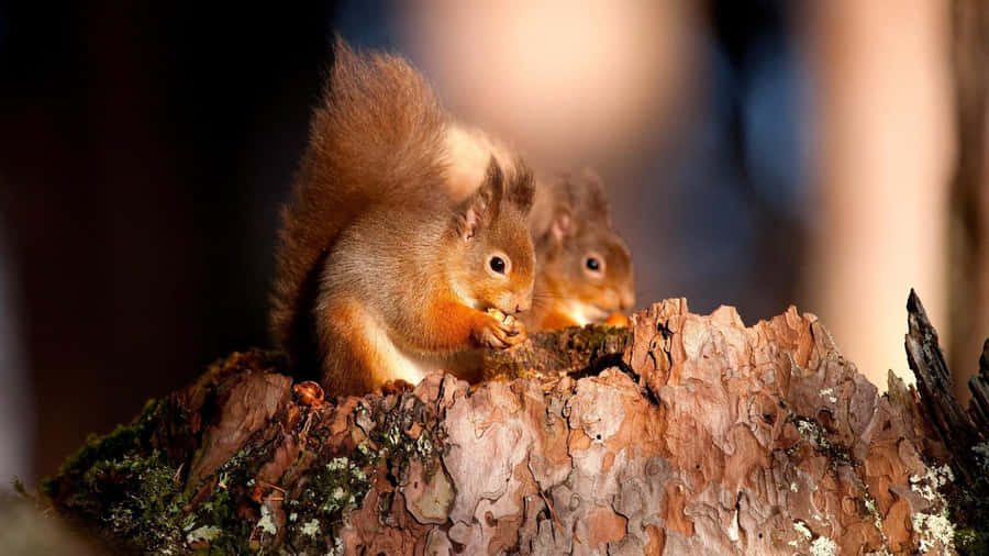 Red Squirrels Feastingon Tree Stump Wallpaper