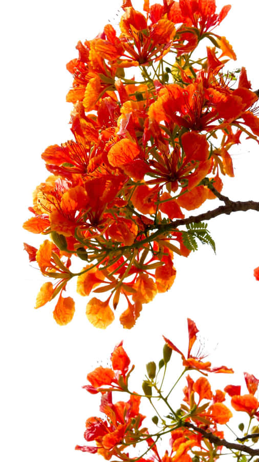 Red Tree Branches Against A Clear Blue Sky Wallpaper
