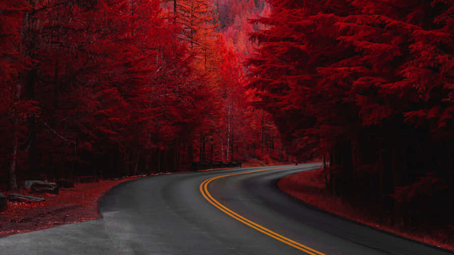 Red Trees Road Wallpaper