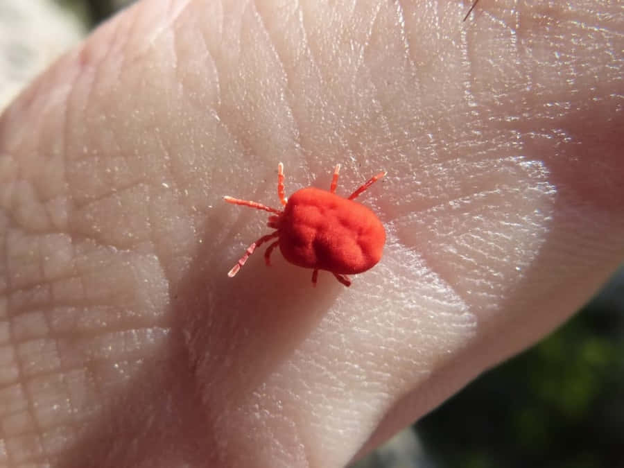 Red Velvet Miteon Human Skin Wallpaper