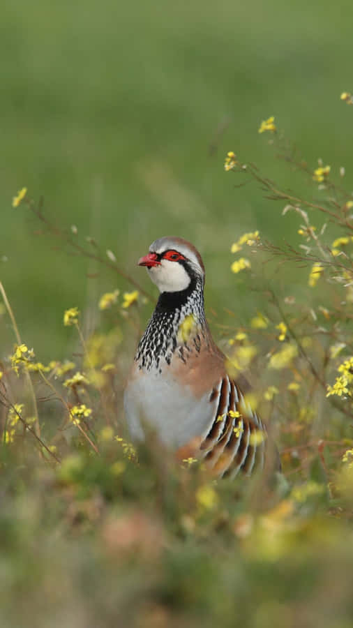 Redbilled Partridgein Grass Wallpaper