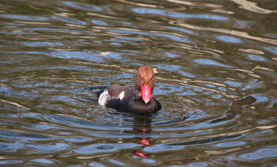 Redcrested Pochard On Water Wallpaper