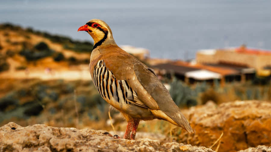 Redlegged Partridge Coastal Perch Wallpaper