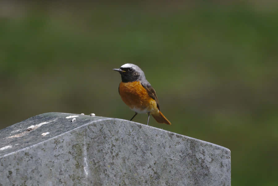 Redstart Birdon Stone Wallpaper