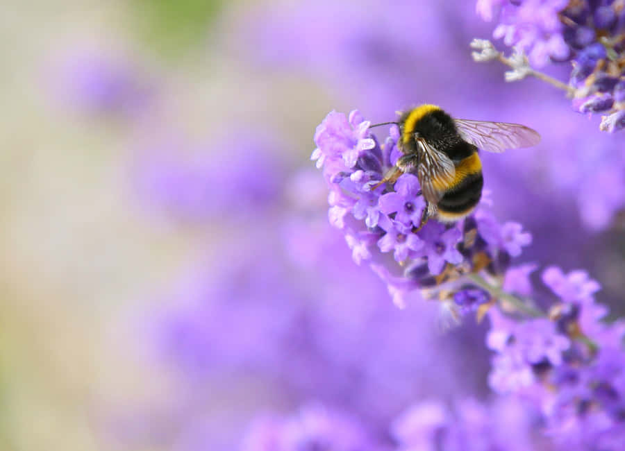 Redtailed Bumblebeeon Lavender Wallpaper