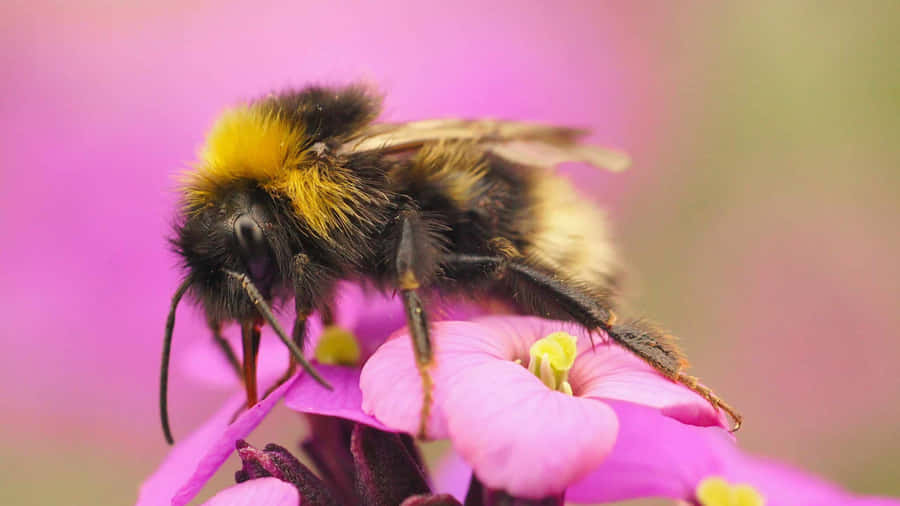 Redtailed Bumblebeeon Pink Flower Wallpaper