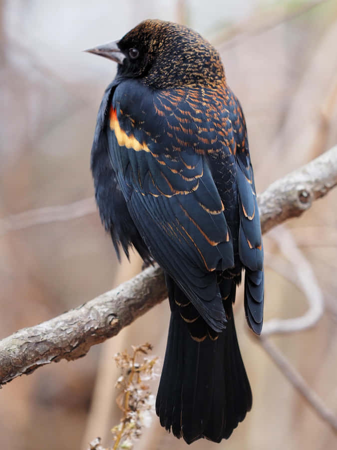Redwing_ Blackbird_ Perched_on_ Branch.jpg Wallpaper