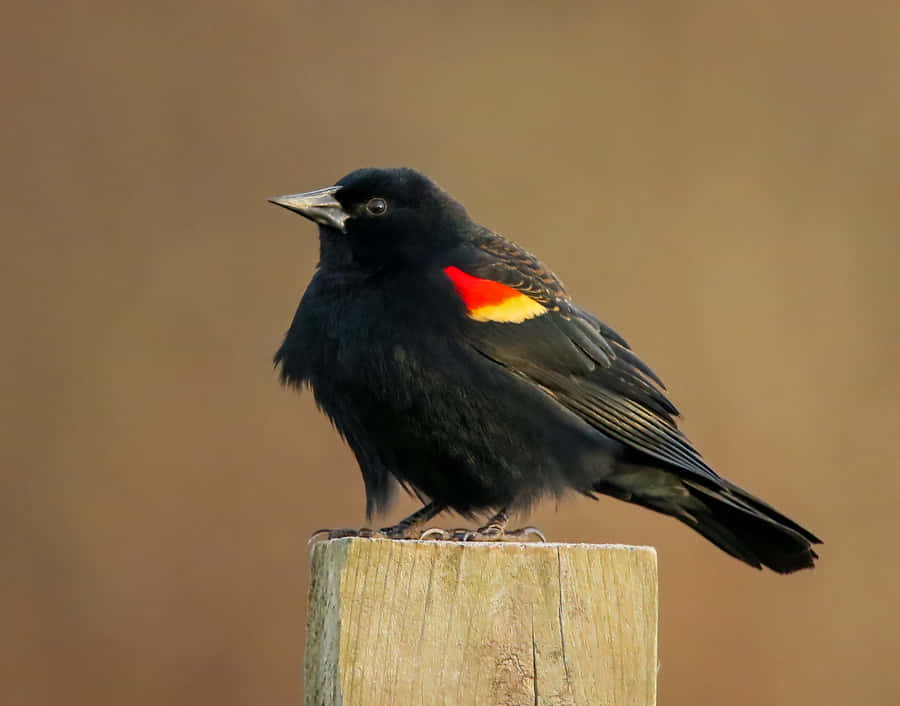 Redwing_ Blackbird_ Perched_on_ Post.jpg Wallpaper