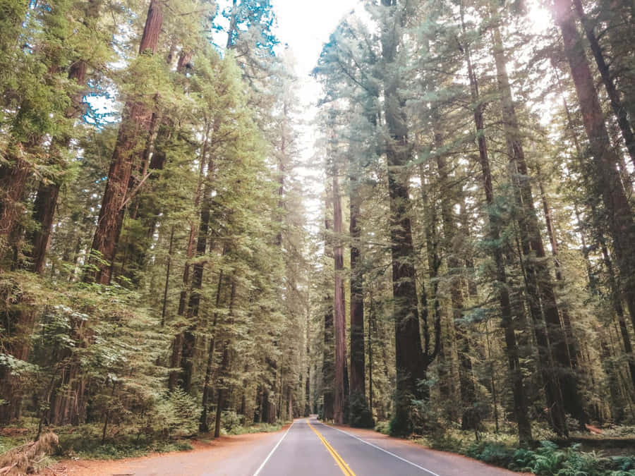 Redwood National Park Avenue Of Giants Wallpaper