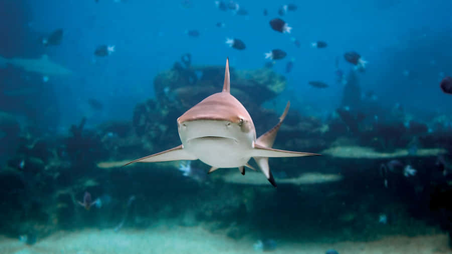 Reef Shark Swimming Underwater.jpg Wallpaper