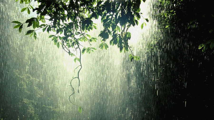Refreshing Spring Rain In A Lush Green Park Wallpaper