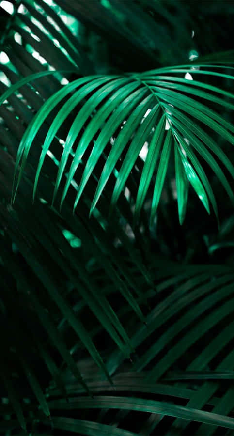 Relax And Unwind With A Tropical Iphone Wallpaper