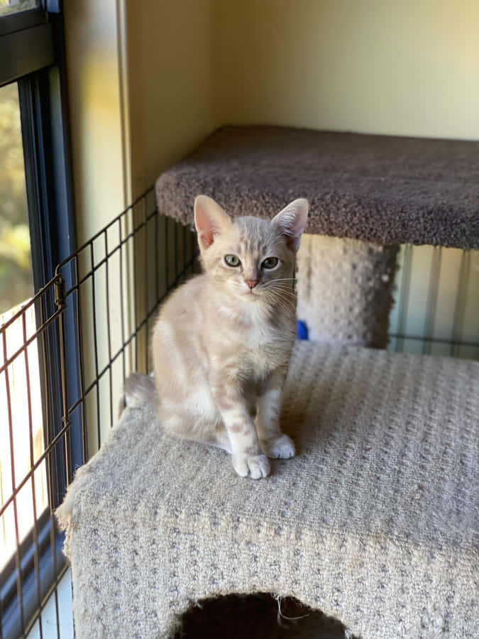 Relaxing Australian Mist Cat Wallpaper