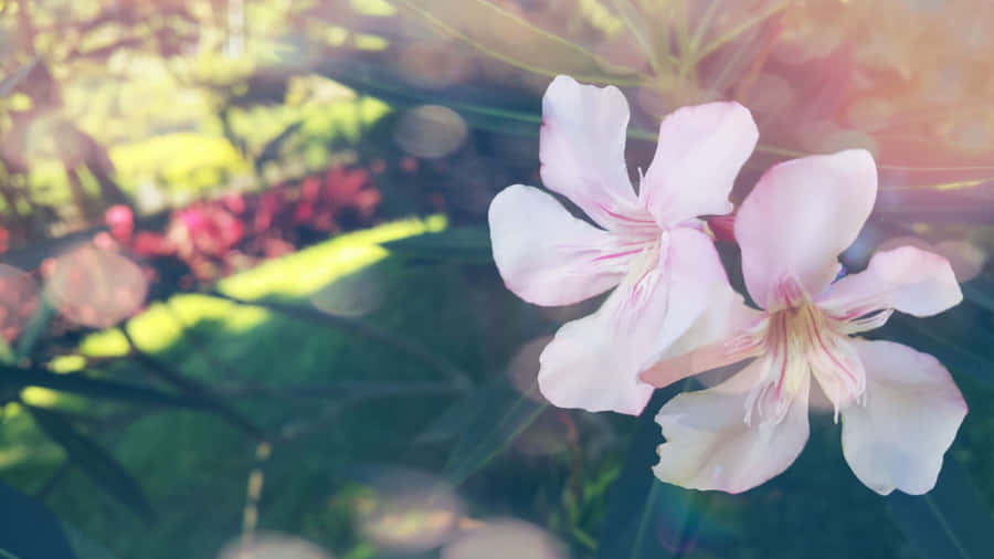 Relaxing Evening Scene Of Flowers Near A Lake In The Mountains. Wallpaper