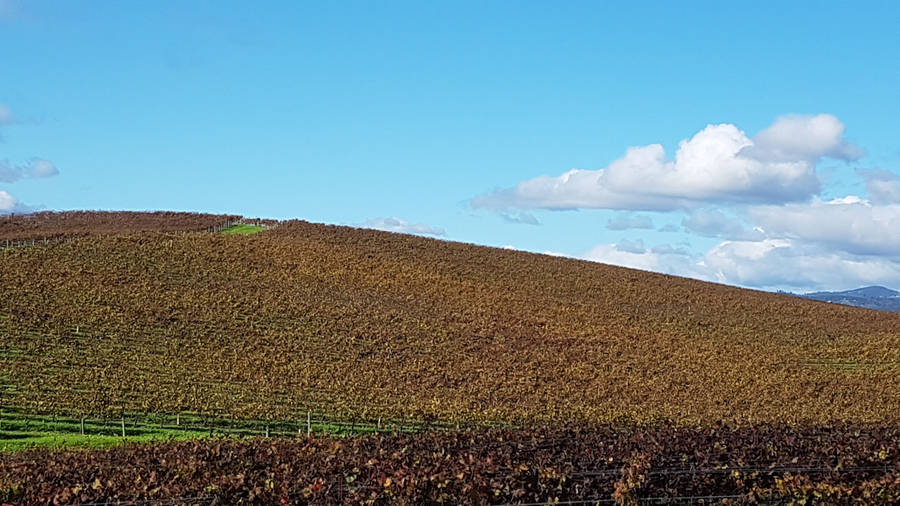 Reliving A Memorable Moment - The Windows Xp Wallpaper Wallpaper