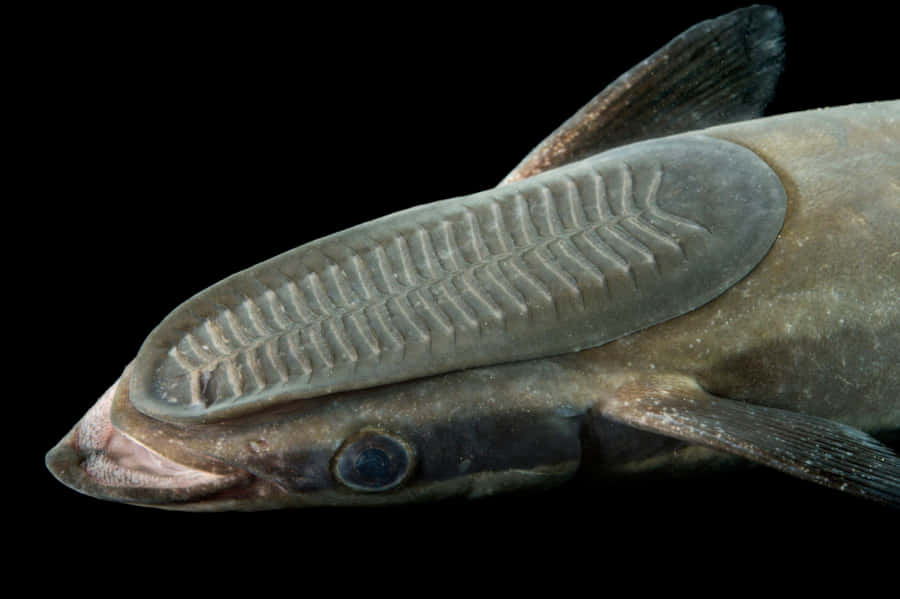 Remora Fish Attachedto Host Wallpaper
