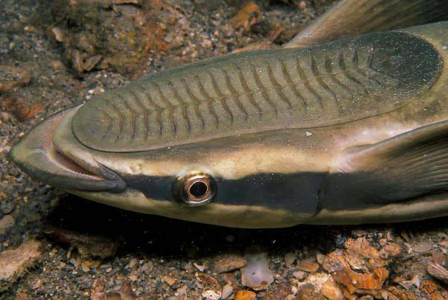 Remora Fish Closeup Underwater.jpg Wallpaper