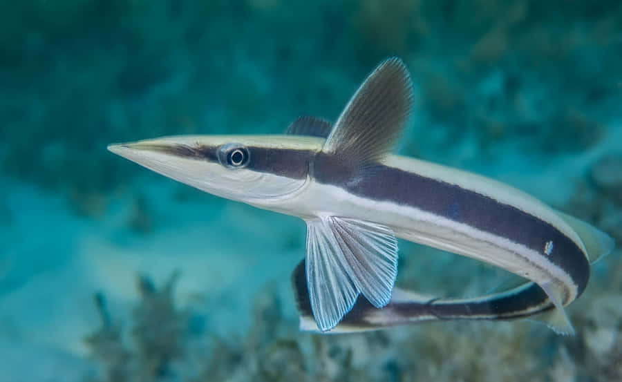 Remora Fish Swimming Underwater.jpg Wallpaper