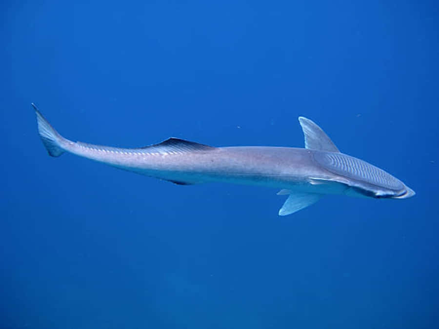 Remora Fish Underwater Photography Wallpaper