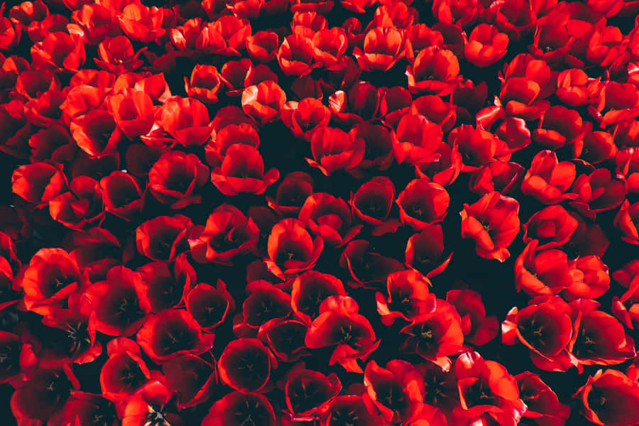 Repetitive Red Flowers [wallpaper] Wallpaper
