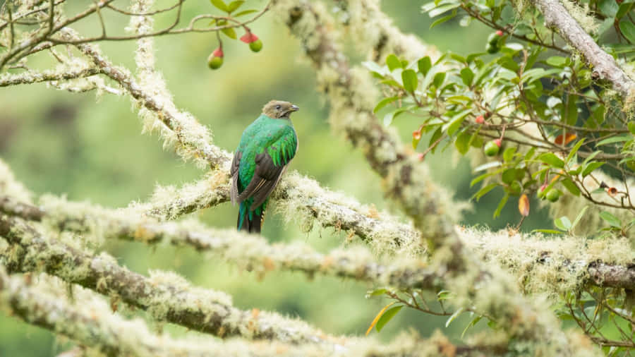 Resplendent Quetzalin Habitat.jpg Wallpaper