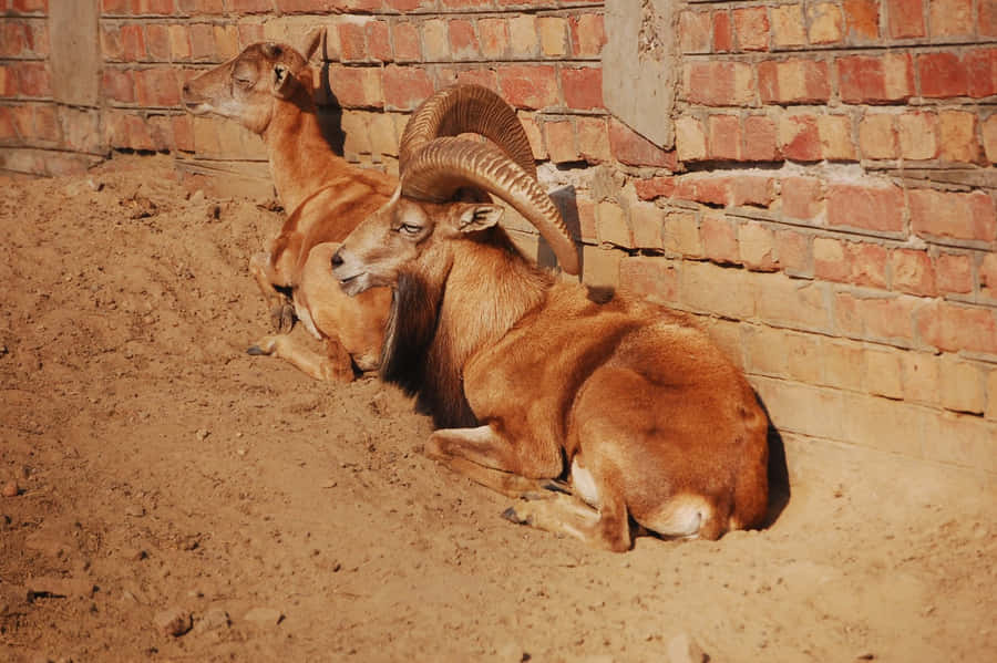 Resting Urial Rams Against Brick Wall Wallpaper