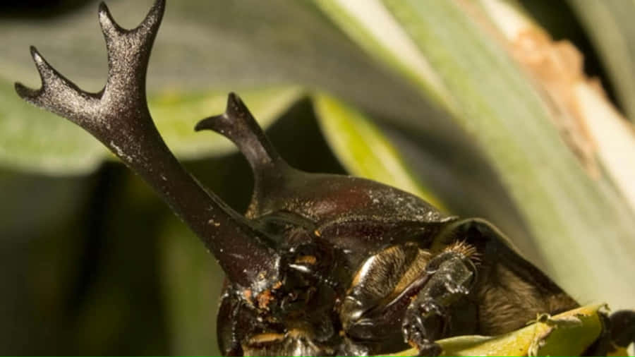 Rhinoceros Beetle Close Up Wallpaper