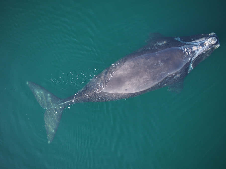 Right Whale Aerial View Wallpaper