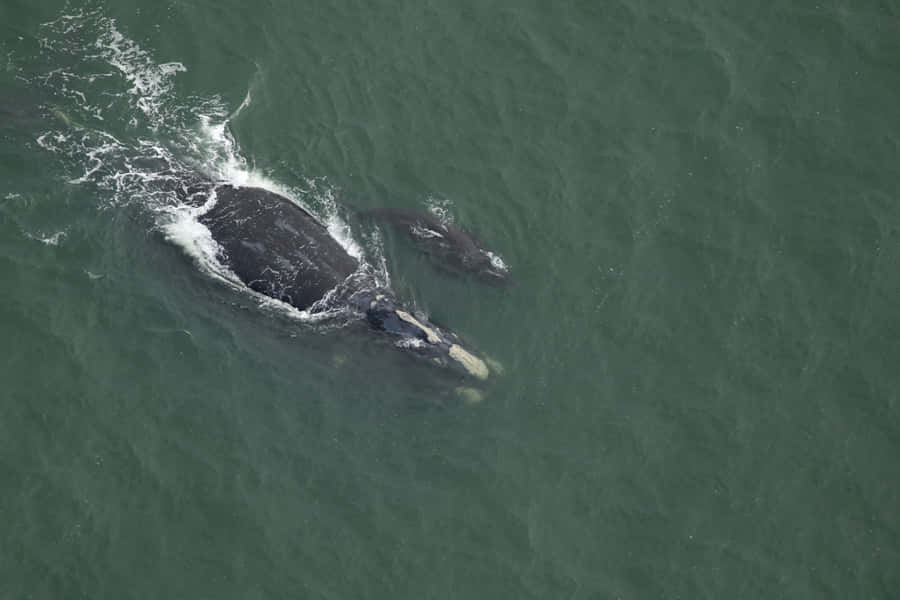 Right Whaleand Calf Aerial View Wallpaper
