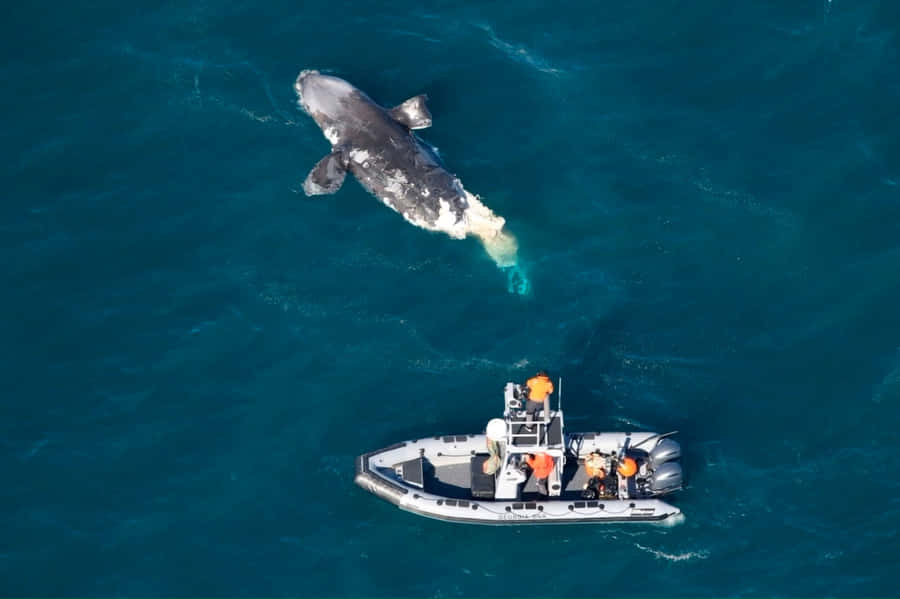 Right Whaleand Research Vessel Aerial View Wallpaper