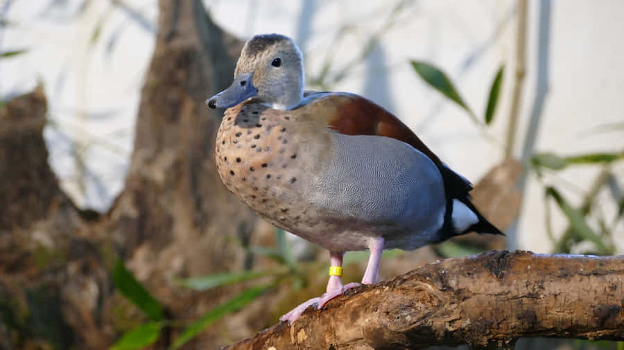 Ringed Pochardon Branch Wallpaper
