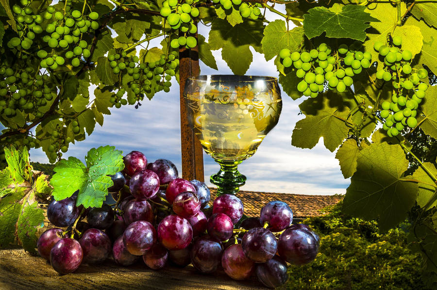 Ripe Grapes On Vine Wallpaper