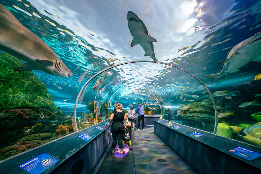 Ripleys Aquarium Shark Tunnel Experience Wallpaper