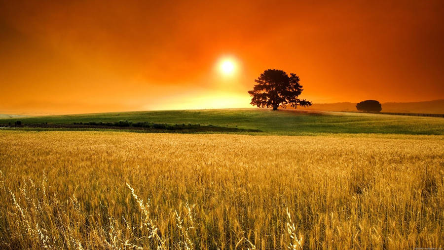 Rising Sun In Field Wallpaper