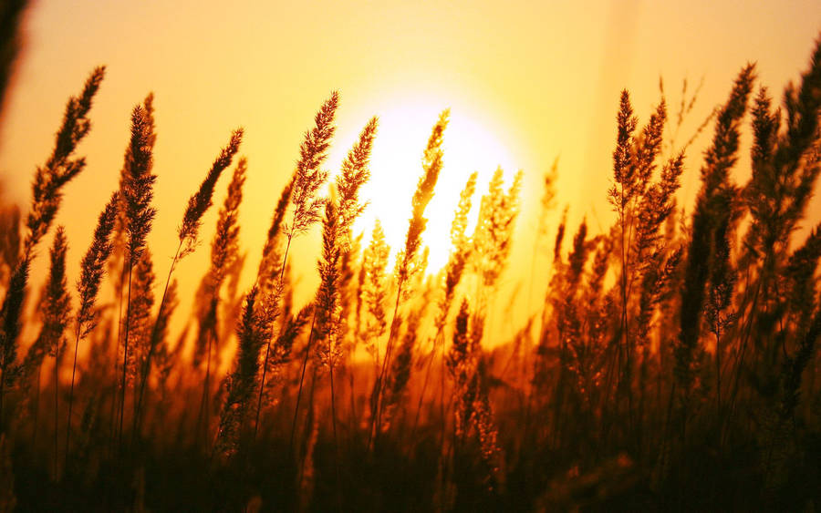 Rising Sun On Grassland Wallpaper