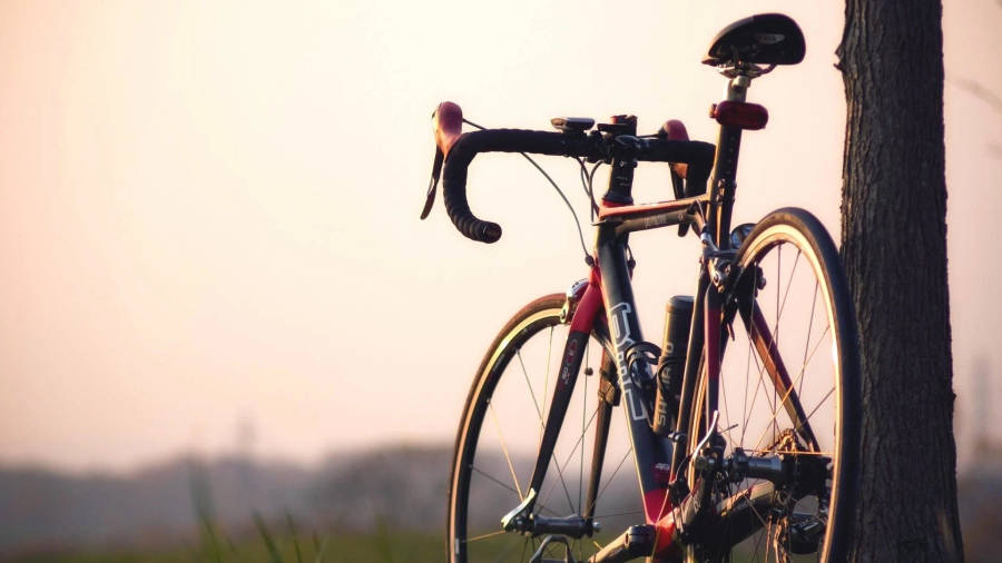 Road Bike In Tree Daytime Wallpaper