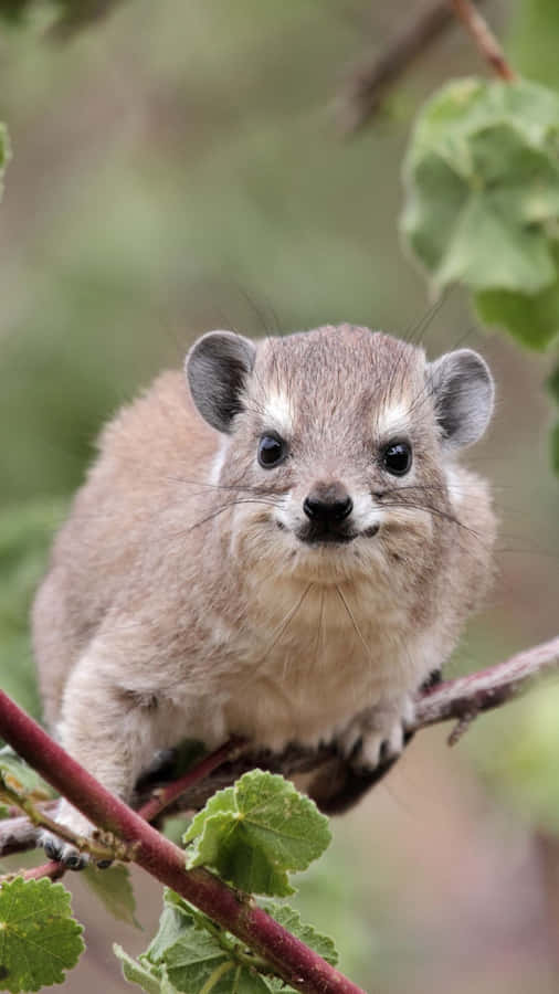 Rock Hyraxin Natural Habitat.jpg Wallpaper