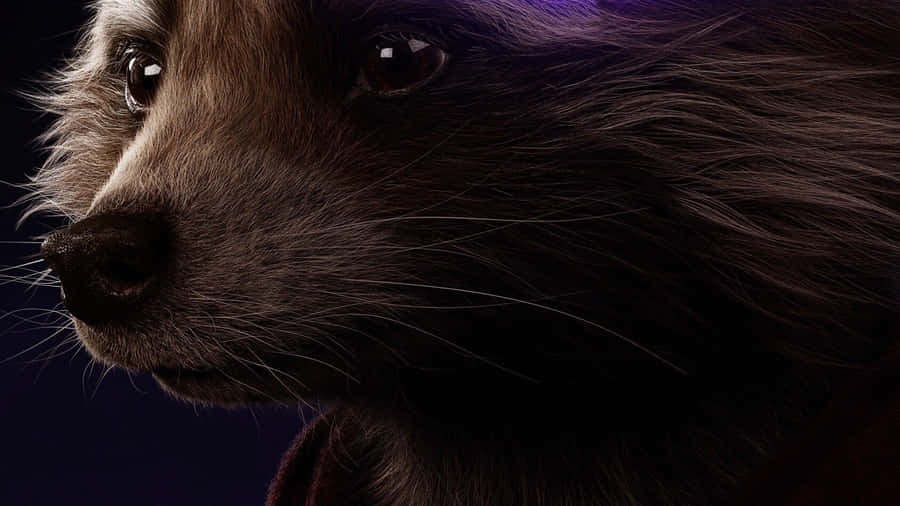 Rocket Raccoon Close Up Wallpaper
