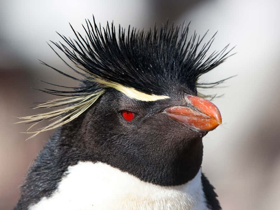 Rockhopper Penguin Close Up Portrait Wallpaper