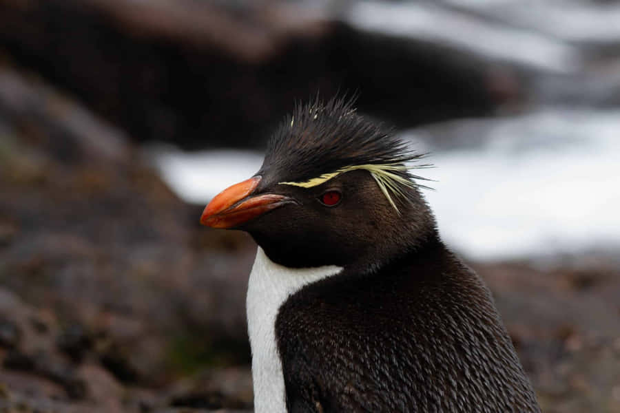 Rockhopper Penguin Portrait Wallpaper
