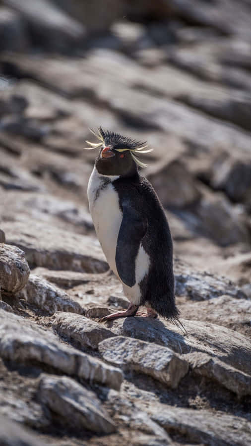 Rockhopper Penguinon Rocks Wallpaper